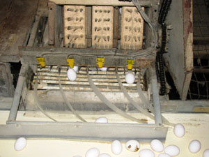 Figure 4. Minimizing egg breakage
begins in the layer house. Here, flexible
plastic strips are used to ensure a
smooth transmission of eggs onto the
processing plant transfer belt. Without
the aid of the plastic strips, eggs would
roll unchecked onto the belt, increasing
breakage.